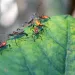 Citrus bugs, stink bugs in two nymph stages, probably Leptoglossus zonatus