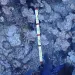This image provided by the National Oceanic and Atmospheric Administration shows dead elkhorn coral on Feb. 9, 2024, at Carysfort Reef, northeast of Key Largo, Fla. 