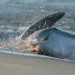 Water splashes as dolphins hurl themselves ashore to catch fish.