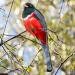 Beautiful Elegant Trogen photographed in New Mexico