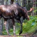 A bull moose crosses a wooded path on the Kenai Peninsula