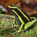 Photo by Hirampereira/iNaturalist