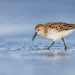 A sandpiper strolls through the shallows, looking for food, aka slime.