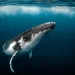 Humpback whale playfully swimming in clear blue ocean while blowing bubblesHumpback whale playfully swimming in clear blue ocean