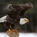 A Bald Eagle (Haliaeetus leucocephalus) taking off.