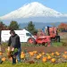 Volunteers help glean produce from a farm in the Columbia River Gorge, which will be distributed to food pantries and community organizations. 