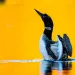 A loon rises out of the water with the bright sun reflecting on the water. 