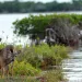 Key Deer, the smallest subspecies of the white-tailed deer that have thrived in the piney and marshy wetlands of the Florida Keys, walk along mangroves, Tuesday, Oct. 15, 2024, in Big Pine Key, Fla. (AP Photo/Lynne Sladky)