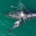 In this photo provided by the Georgia Department of Natural Resources, an endangered North Atlantic right whale entangled in fishing rope is sighted on Dec. 2, 2021, with a newborn calf in waters near Cumberland Island, Ga.