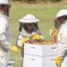 kids attend to bee hives on their school grounds