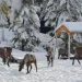 Caribou feeding in winter. 
