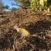 Plastic debris—including children’s toys, bags, and food wrappers—scattered throughout commercial mulch applied to farmland slated for organic agriculture.