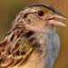 Florida grasshopper sparrow in profile