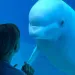 A little girl and a beluga meet eye to eye at a Marineland 