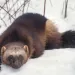 A wolverine lying in the snow facing the camera, looking cute and cuddly in his winter coat. 