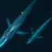 Photo courtesy of Ocean Alliance
