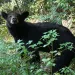 A Florida black bear cub wades through tall grass.