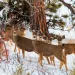 mule deer look into the camera while wading through the snow