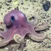A pink octopus scurries along the seafloor. 