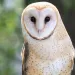 A barn owl looks into the camera