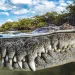 Close-up of an American saltwater crocodile's snout in the water with mangroves behind it in Gardens of the Queen, Cuba.