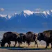Profiles of three bison grazing next to a road with snowy mountains in the background.