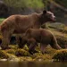 A mother bear and her cub forage along the coast. 