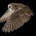 A northern saw-whet owl view from the side flying through a night sky 