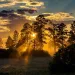 Sun setting in the forest backlighting for a ponderosa sunset.