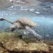 A turtle swims in the ocean.