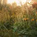 A close up of a summer evening meadow with garden grasses and flowers