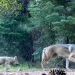 A wolf mother and her two pups caught walking along a path on a trail cam