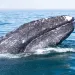 Courtesy of  Dr. Sergio Martinez A., Gray Whale Research in Mexico Program