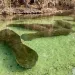 Manatees idling in the glass-clear waters of Blue Spring State Park.