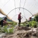Photos courtesy of Worldwide Opportunities on Organic Farms (WWOOF)