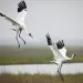 Two cranes landing next to water. 