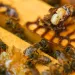 Parasitic mite Varroa is visible on a dead bee in a hive, Wednesday, June 21, 2023, in College Park, Md. A new survey says America's honeybee hives just staggered through the second highest death rate on record. The mites are a major factor why bee deaths are on the rise.