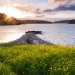 Looking out onto the water from Yellow Island, full of yellow blooms. 