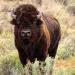 A bison, standing in a prairie, looks into the camera 