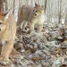 Cougar kittens captured on a wildlife cam near a deer carcuss.
