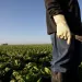 A farm worker in the field, harvesting crops