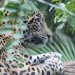 A jaguar, seen through branches, laying on a branch.