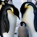 Emperor penguin parents doting over their fuzzy chick