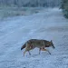 A red wolf crossing a dirt road within the wildlife refuge.