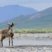Caribou in the Arctic National Wildlife Refuge