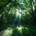 Sun through forest in Intrenchment Creek Park, Atlanta Georgia