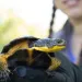 Callie Klatt Golba holds a Blanding's turtle in front of the camera before taking its measurements on June 2, 2026, in Illinois. 