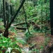 A creek in the Jackson Demonstration State Forest