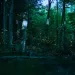 Fireflies in the Great Smoky Mountains