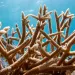 Stag horn coral with a sky blue sea in the background - Photo courtesy of Leche Studios for Miami Waterkeeper